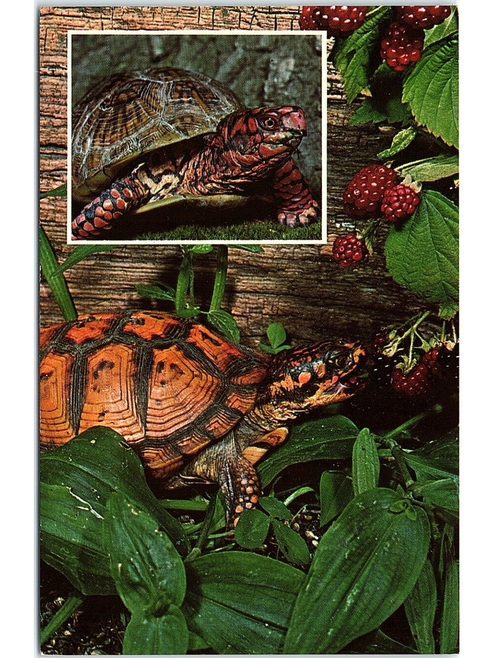 Vintage Postcard Box Turtles Terrapene Carolina Nature Press